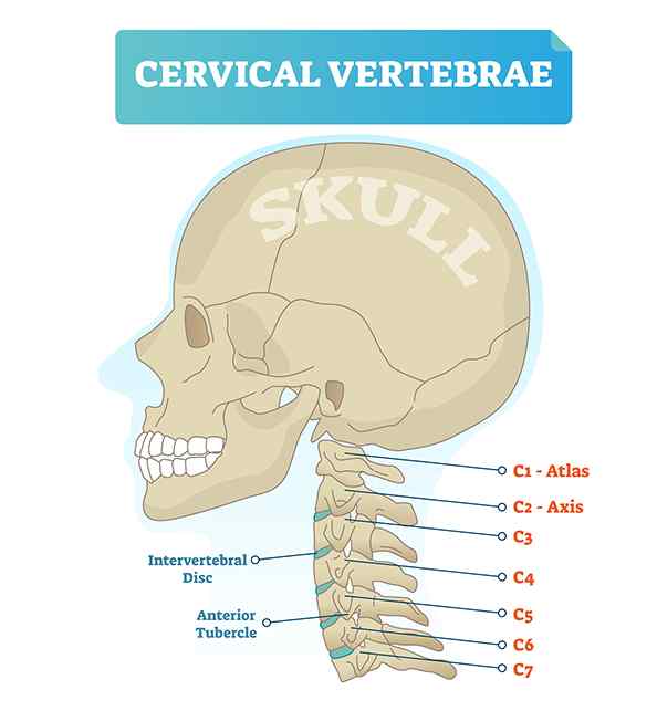cervical vertebrae. Medical scheme with close-up skull and isolated C1 atlas, C2 axis, C3, C4, C5, C6 and C7 vertebra. Diagram of Intervertebral disc and anterior tubercle.